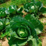 Ashogbon Farms And Ago Allied Ltd company logo