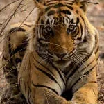 THE ANIMAL PROJECT GROUP LIMITED company logo